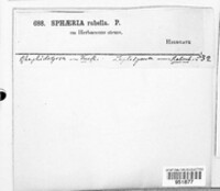 Leptospora rubella image